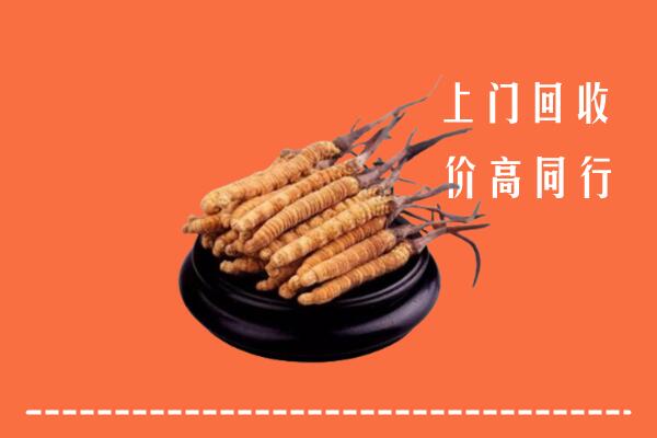 高价求购：洛阳市偃师市回收散虫草